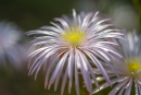 Flowers in park
