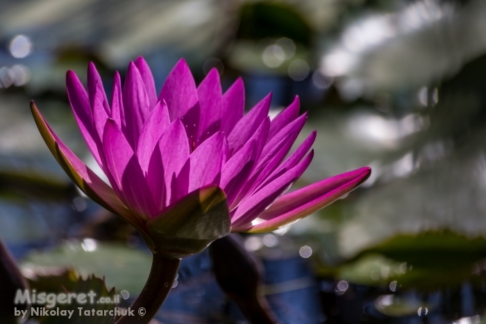 פרח על המים