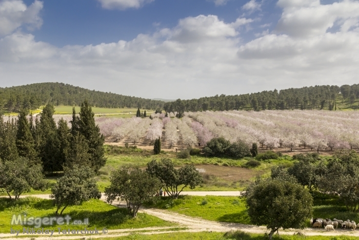 פריחת השקדיה