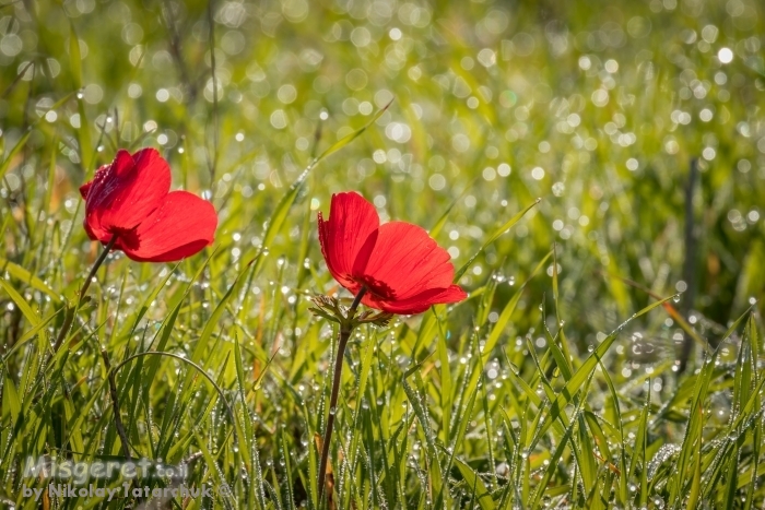 פריחת כלניות