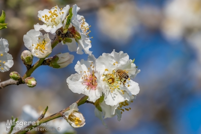 פריחת השקדיה