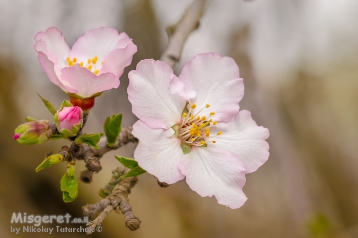 פריחת השקדיה