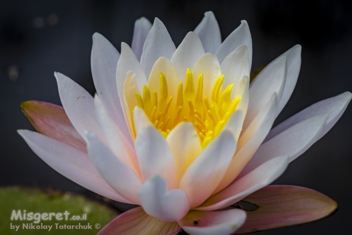 לוטוס מים לבן