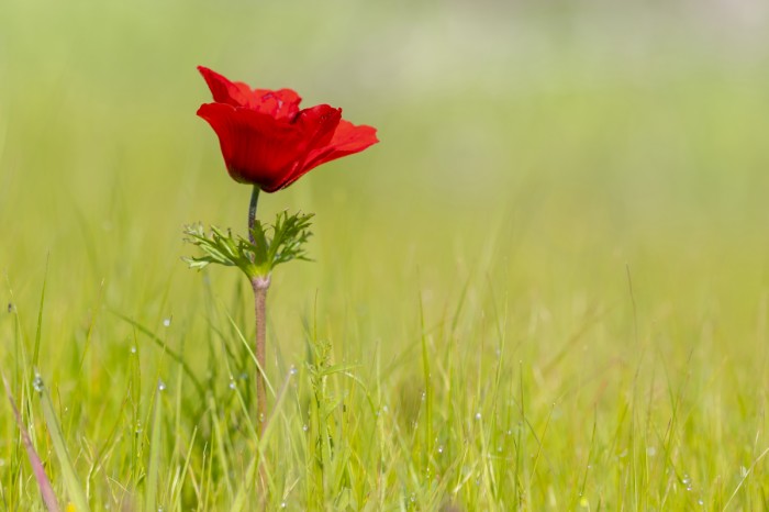 פריחת כלניות