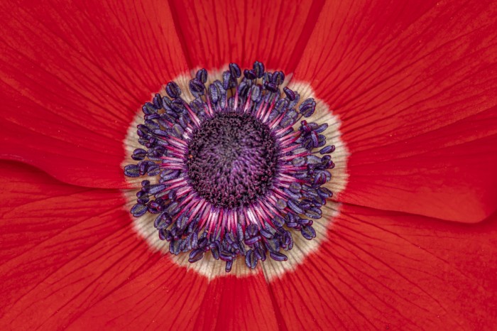 פריחת הכלניות