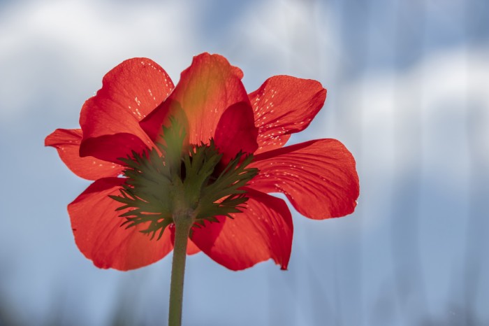 פריחת הכלניות 