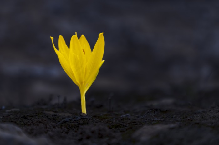 פריחת חלמוניות