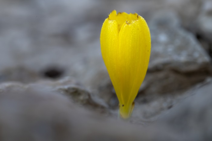 פריחת חלמוניות
