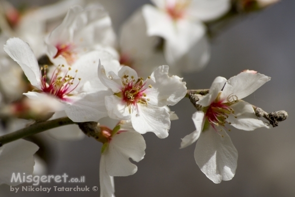 פריחה אביבית