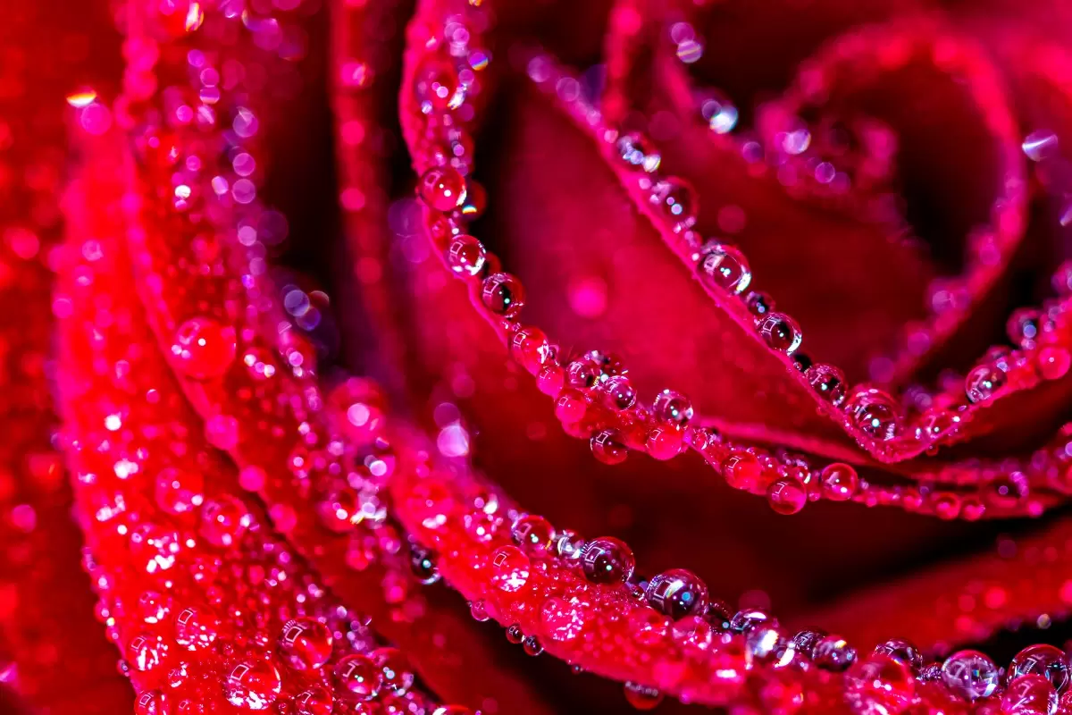 רעננות אדומה - ולריה ליאו - תמונות רומנטיות לחדר שינה צילומים  - מק''ט: 445458