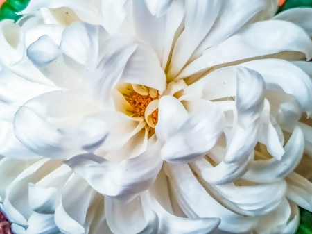 פרחים לבנים