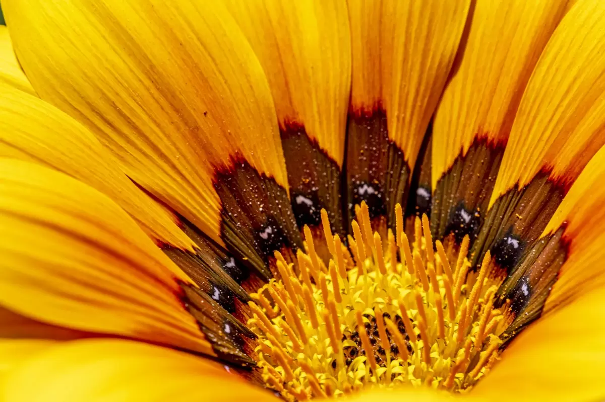 פרחי אביב - ולריה ליאו - תמונות תקריב מאקרו  - מק''ט: 445489