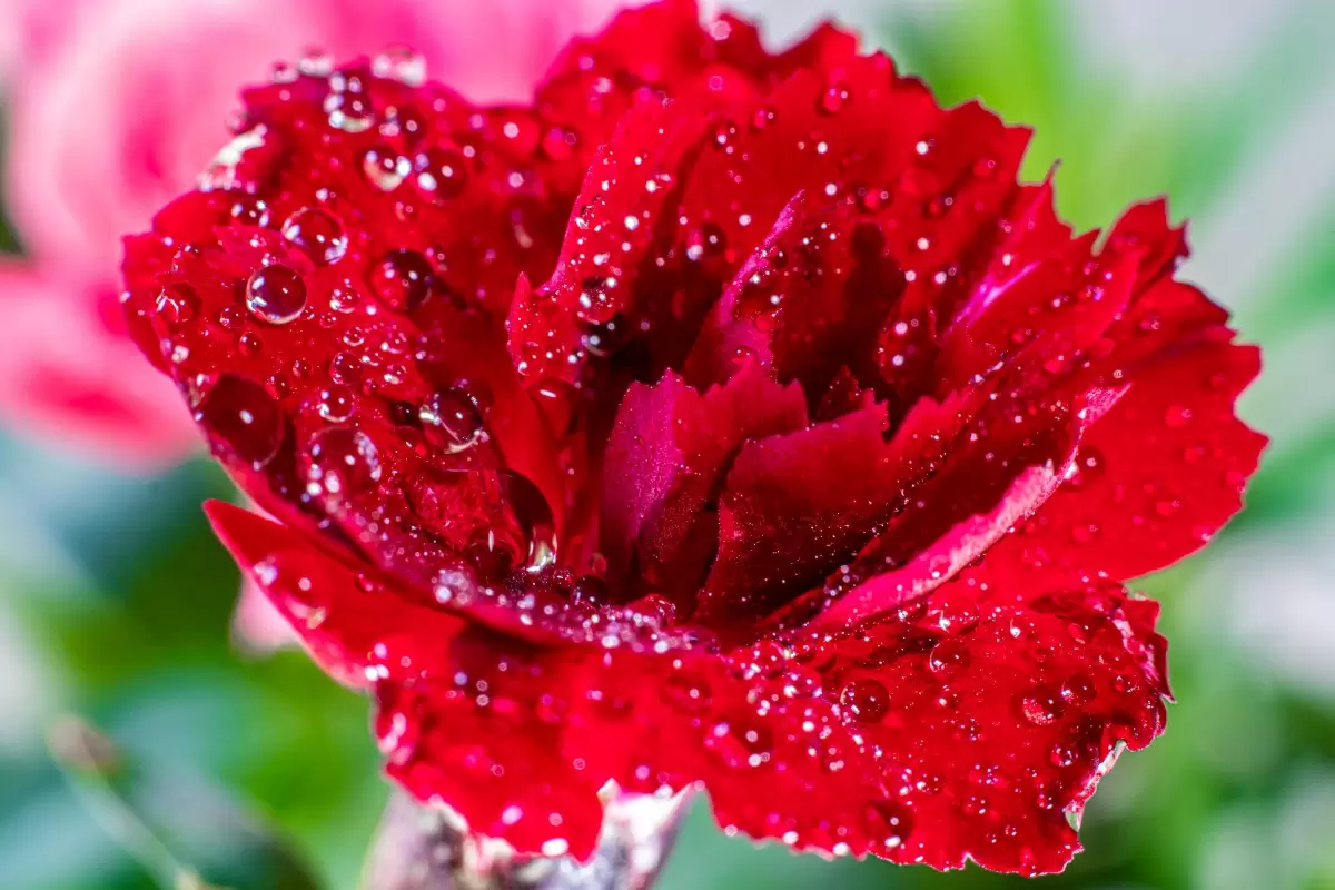טיפות טל על פרח אדום - ולריה ליאו - צילומים  - מק''ט: 445865