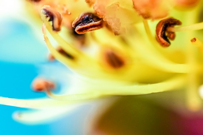 היופי שבפנים