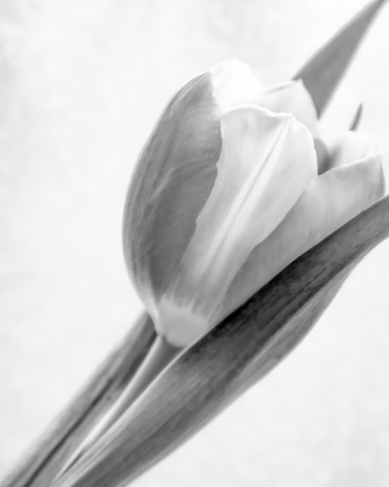 עדינות של צבעוני 