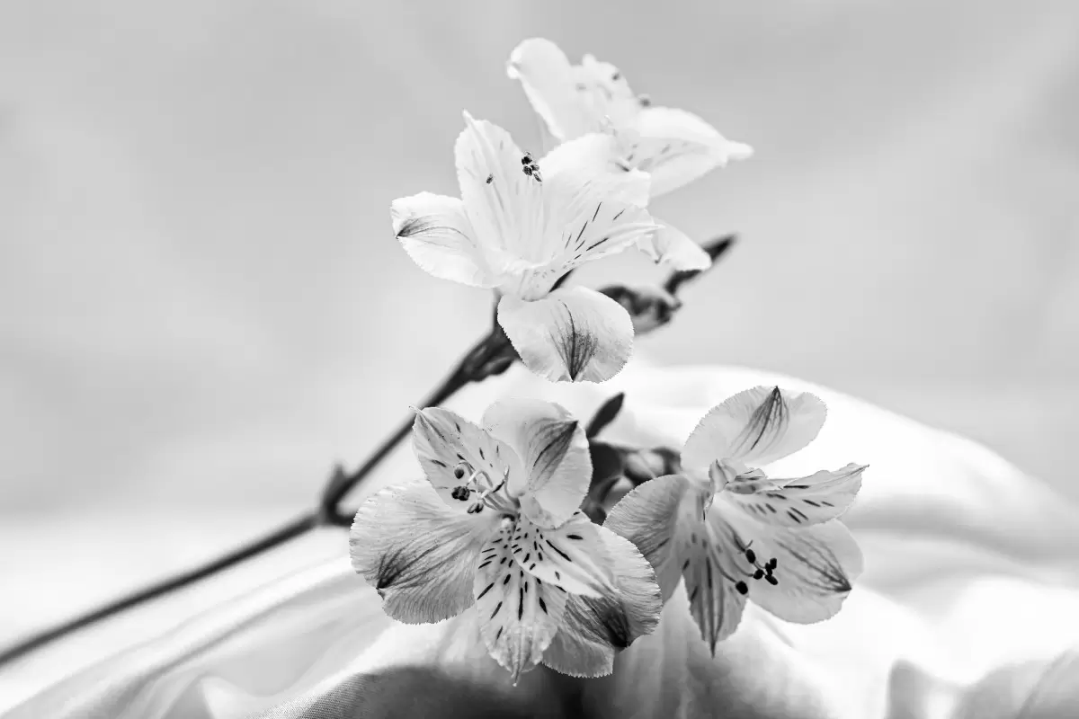 פרחים בשחור לבן - ולריה ליאו - תמונות לחדר כביסה צילומים  - מק''ט: 457013