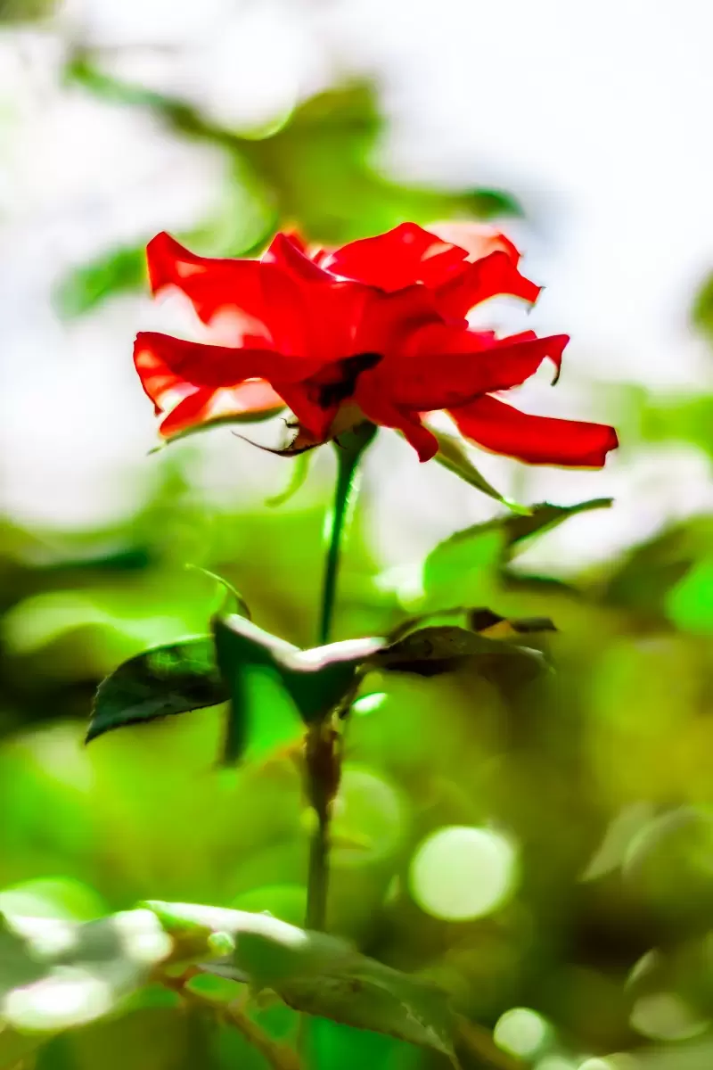 ורד אדום - ולריה ליאו - צילומים  - מק''ט: 457015