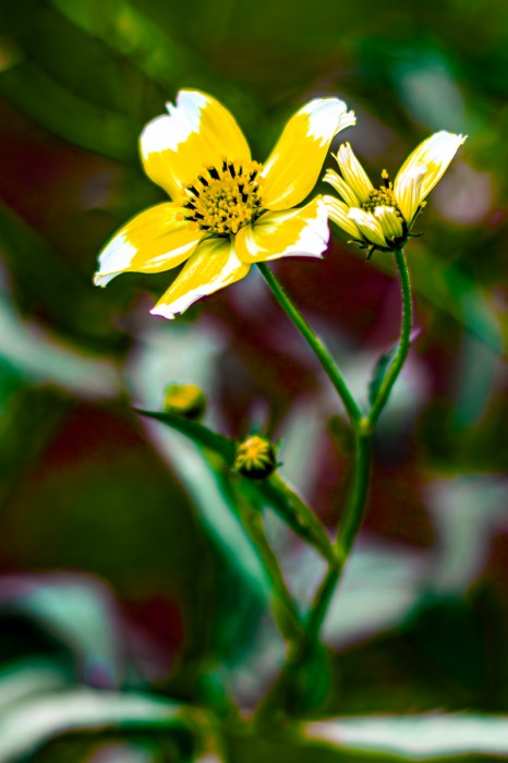 פריחת צמח התה