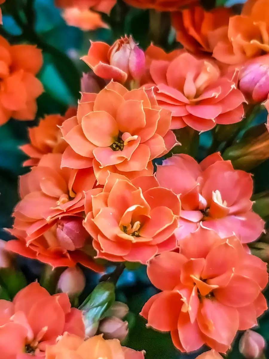 פרחים קטנטנים מקרוב - ולריה ליאו -  - מק''ט: 458120