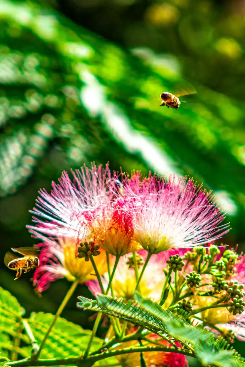 דבורים ופרחים - ולריה ליאו - צילומים  - מק''ט: 459207