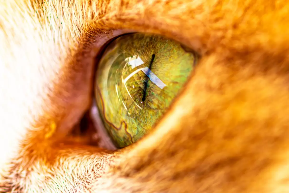 עין החתול - ולריה ליאו -  - מק''ט: 462273