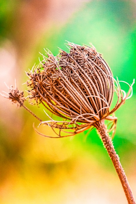 Withered Beauty