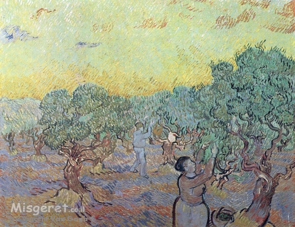 Olive Grove with Pickin