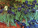 irises אירוסים