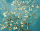 פריחת השקד - Almond Blossom