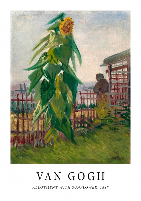 Allotment With Sunflower