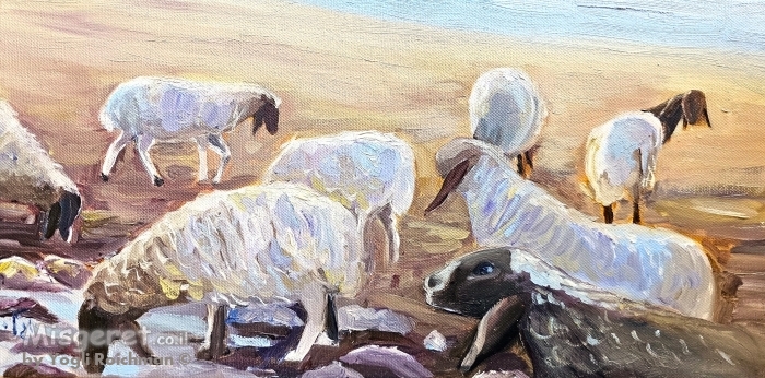 כבשים רועות במדבר