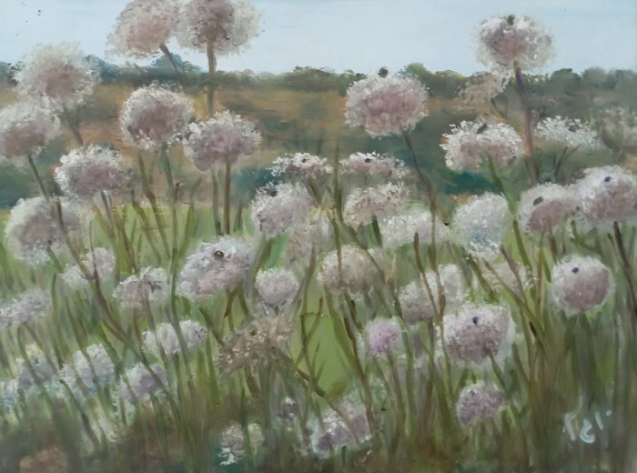 פריחת גזר קיפח 