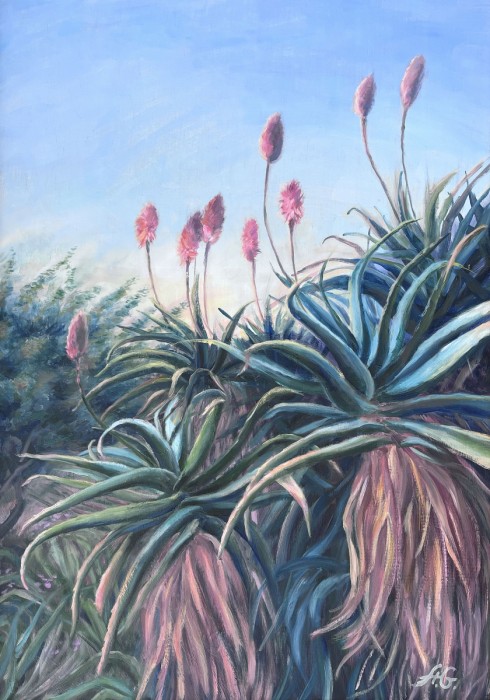 שיח אלוורה בגינה