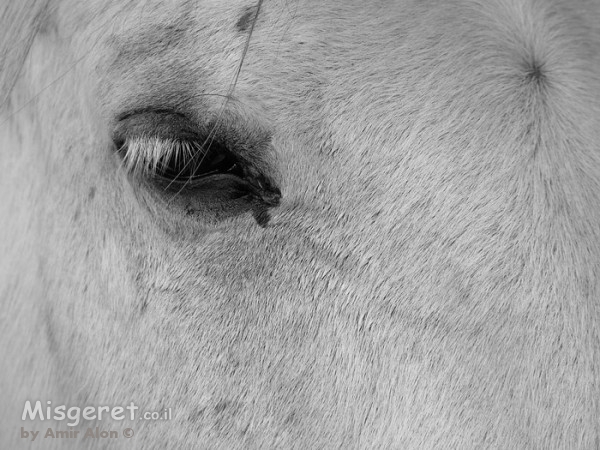 עם עין אחת פתוחה