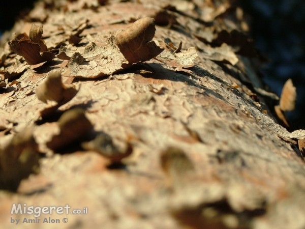 קליפת האורן