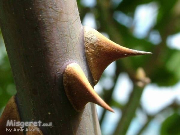 זהירות, דוקרים פה.