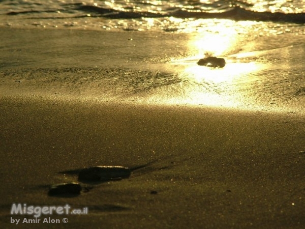 בין הערביים