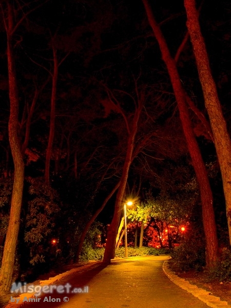 שביל אורנים