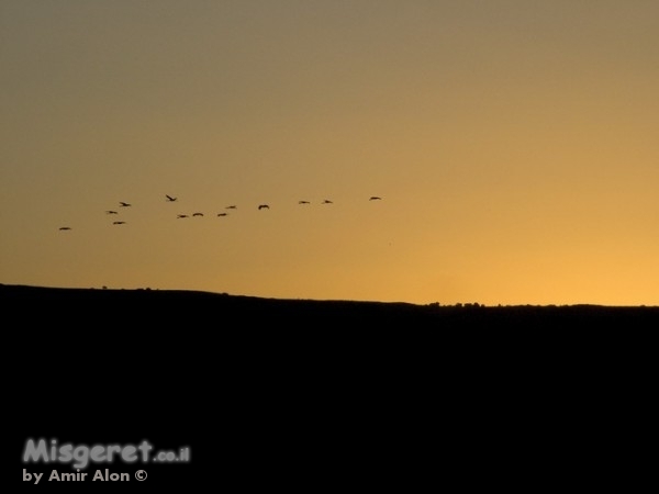 להתראות ישראל