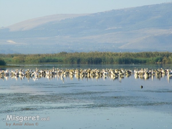 שקנאים באגם