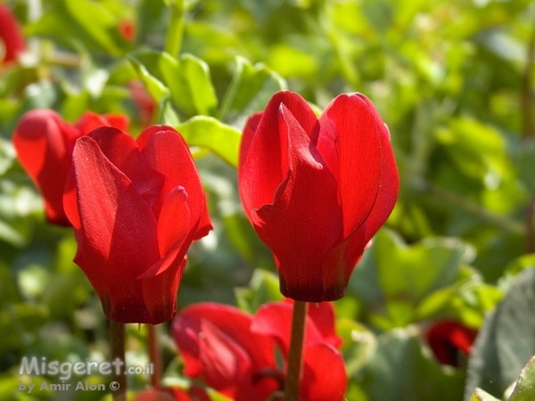 רקפות אדומות