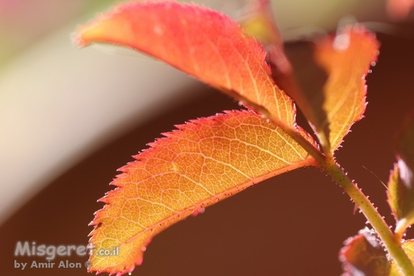 עלים אדומים