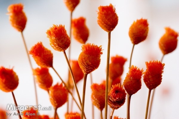 ניצנים מלאכותיים