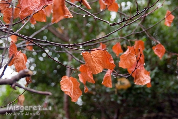 העלים האחרונים