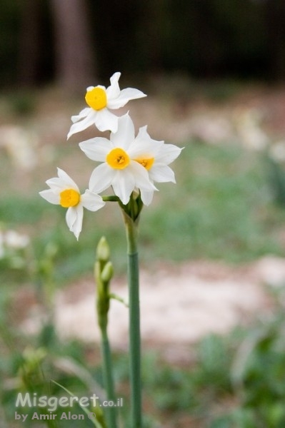 נרקיס מלך הביצה