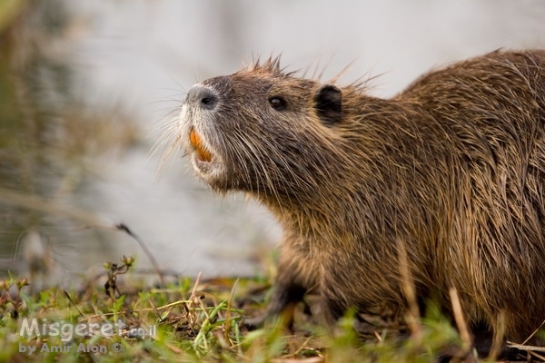לוטרייה גאה