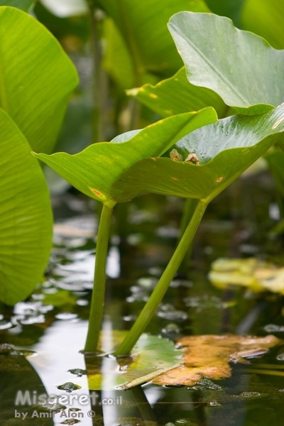על פני המיים