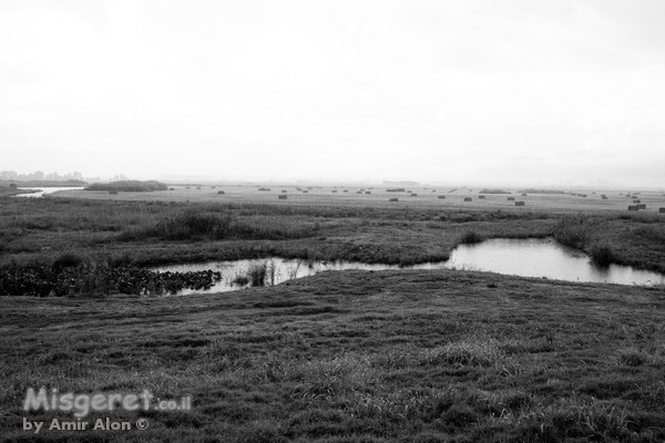 אגמון החולה