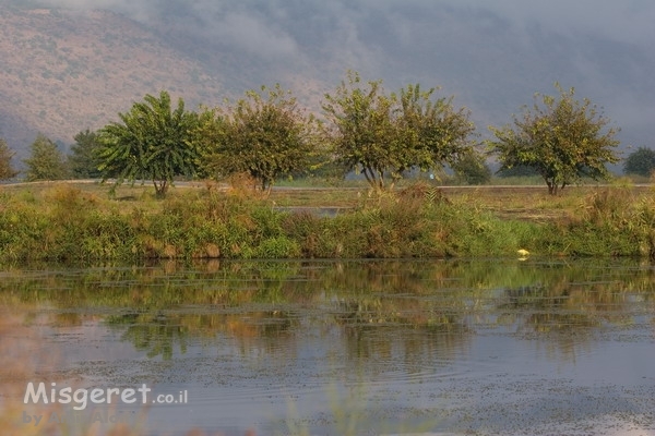 על שפת האגם