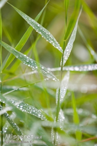 צמחיית בוקר
